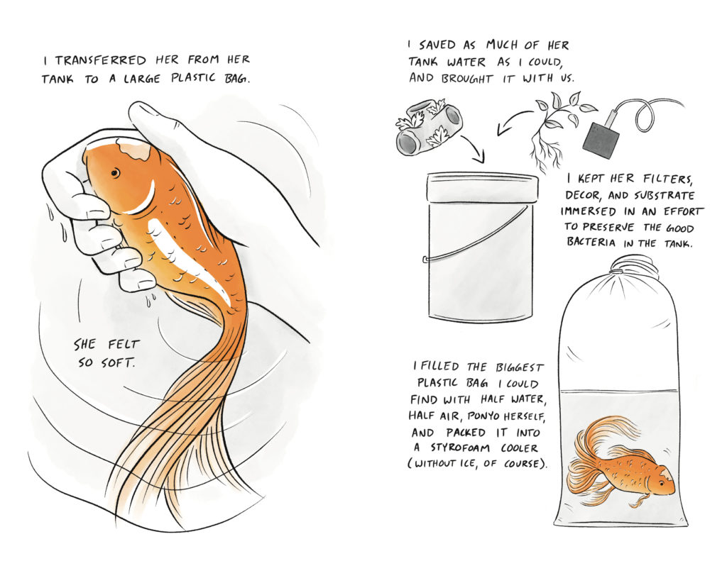 Page 7 of a 12 page comic. A large illustration of a human hand gently lifting a fantail goldfish out of water dominates the page. Around it is the text, “I transferred her from her tank to a large plastic bag. She felt so soft.” Page 8 of a 12 page comic. The top half of the page contains the text, “I saved as much of her tank water as I could, and brought it with us.” Below is a drawing of a 5 gallon bucket. Aquarium filters, plants and decor float in the air above it next to arrows that point down into the bucket. Adjacent is the text, “I kept her filters, decor, and substrate immersed in an effort to preserve the good bacteria in the tank.” Below is a drawing of a large orange goldfish in a large plastic bag, next to the text, “I filled the biggest plastic bag I could fine with half water, half air, Ponyo herself, and packed it into a styrofoam cooler (without ice, of course).