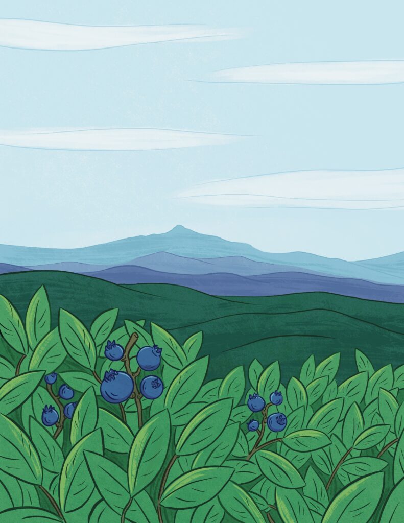 Digital illustration of a patch of blueberry bushes overlooking a mountain range. The outline of Mount Chocorua can be seen in the distance.