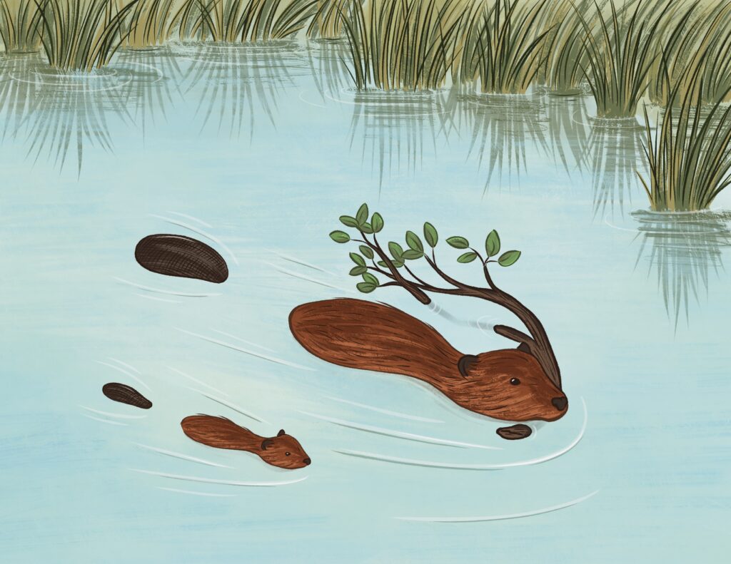 Digital illustration of an adult and baby beaver swimming in a natural body of water. The adult beaver carries a tree branch in its mouth.