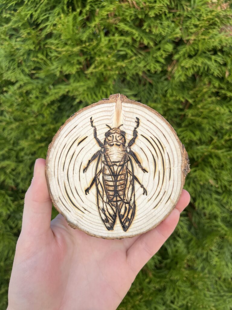 Photo of a hand holding a small wooden disc that is a cross-cut of a tree. An illustration of a cicada is burned into it.