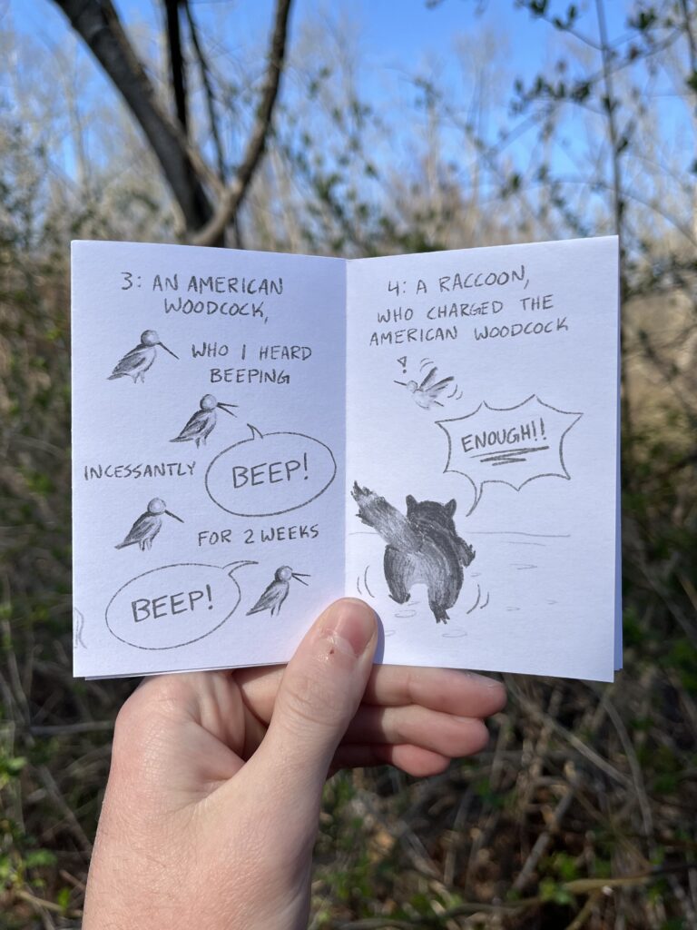 Spread of a zine that contains labelled grayscale drawings of an American Woodcock (who the author heard beeping incessantly for 2 weeks) saying "Beep!" and on the next page, a raccoon charging it while yelling, "Enough!"