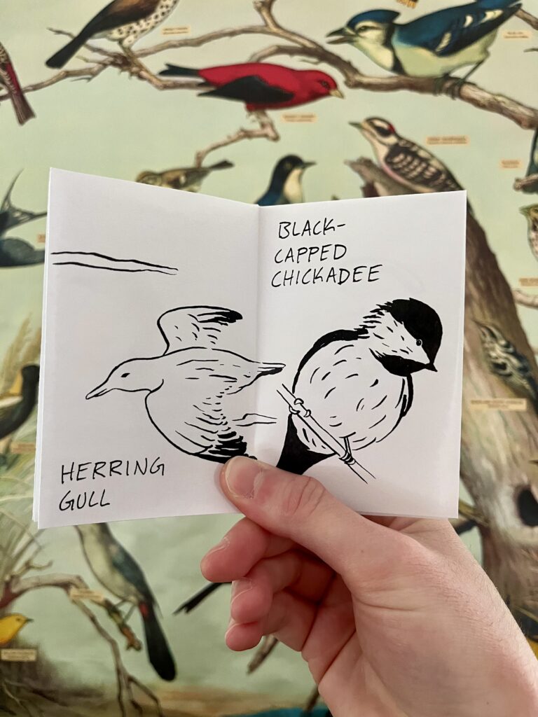 Photo of a zine spread that contains labelled black ink illustrations of a Black-Capped Chickadee and a Herring Gull.