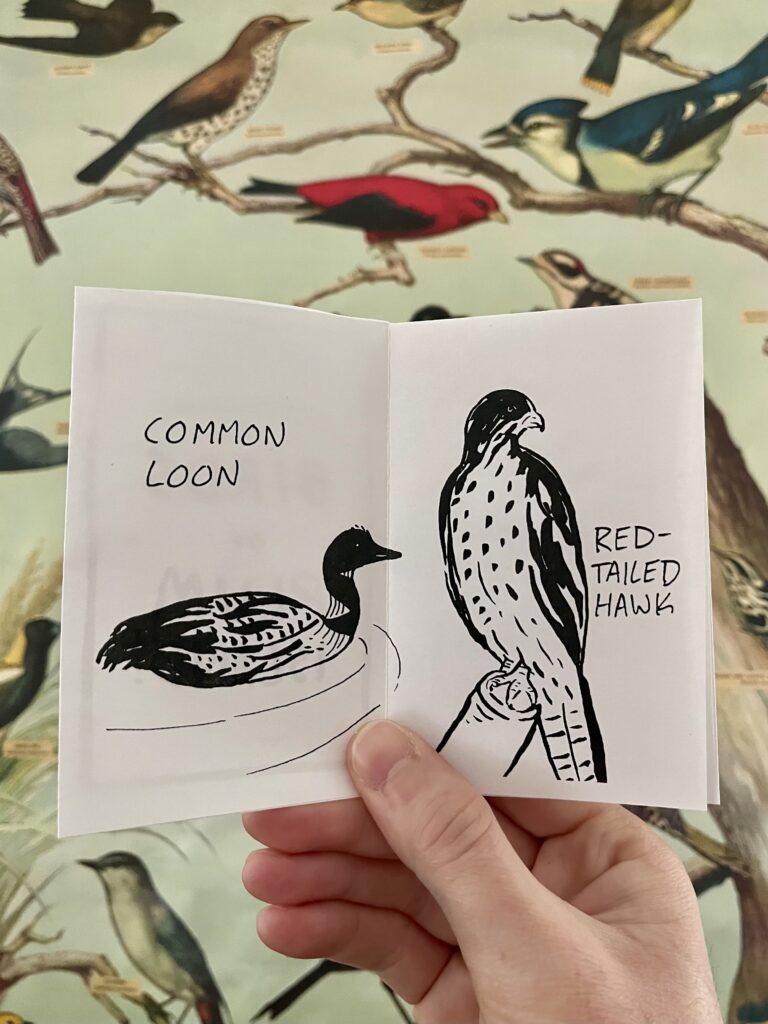Photo of a zine spread that contains labelled black ink illustrations of a Common Loon and a Red Tailed Hawk.