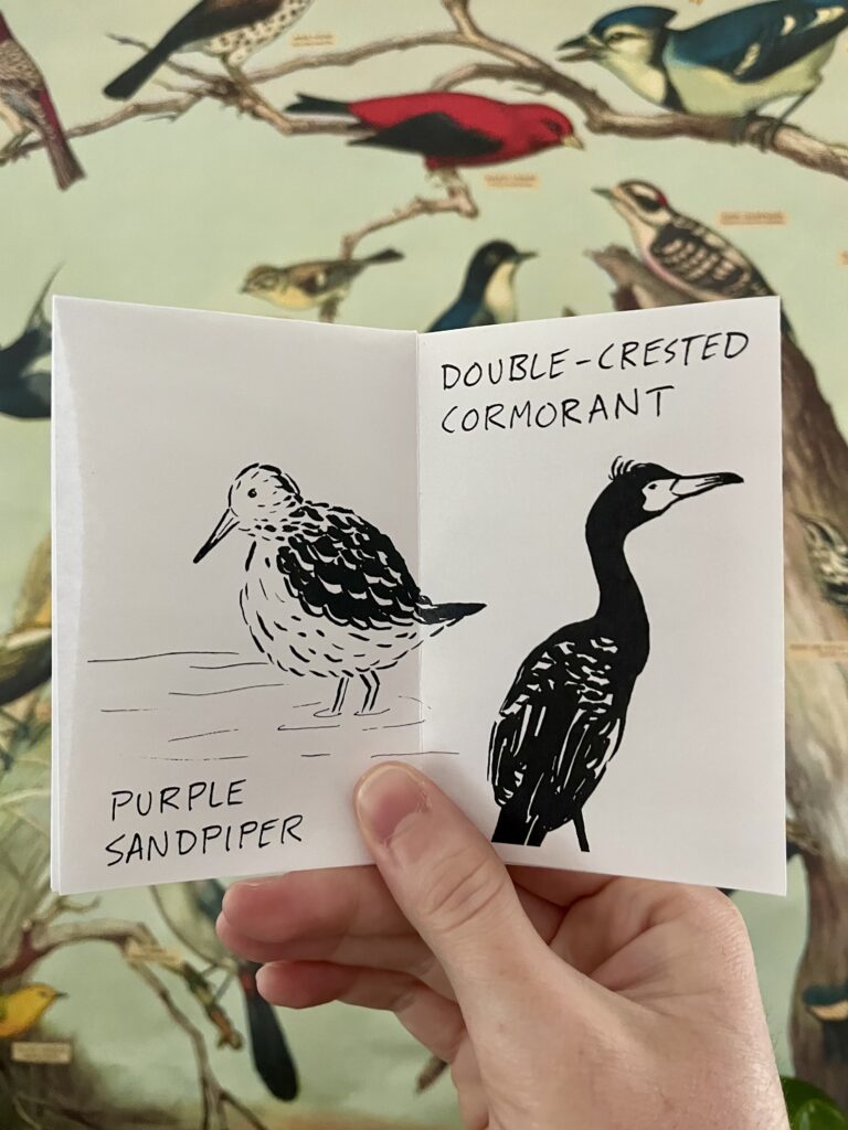 Photo of a zine spread that contains labelled black ink illustrations of a Purple Sandpiper and a Double-Crested Cormorant.