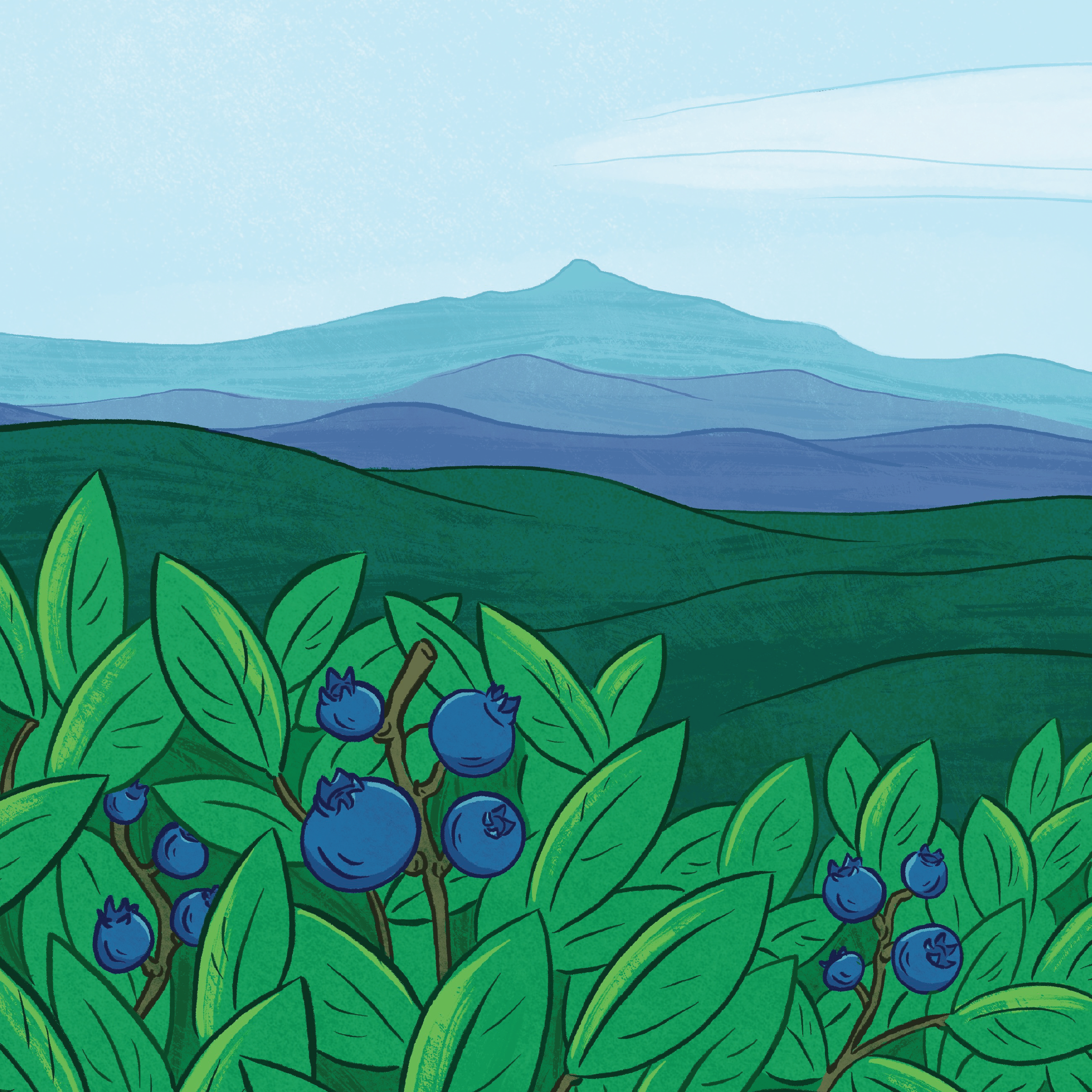 Digital illustration of a patch of blueberry bushes overlooking a mountain range. The outline of Mount Chocorua can be seen in the distance.